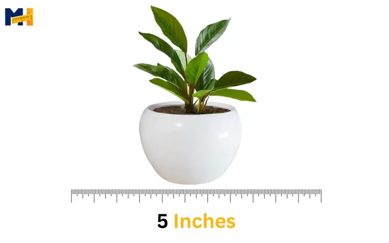 How long is 5 inches